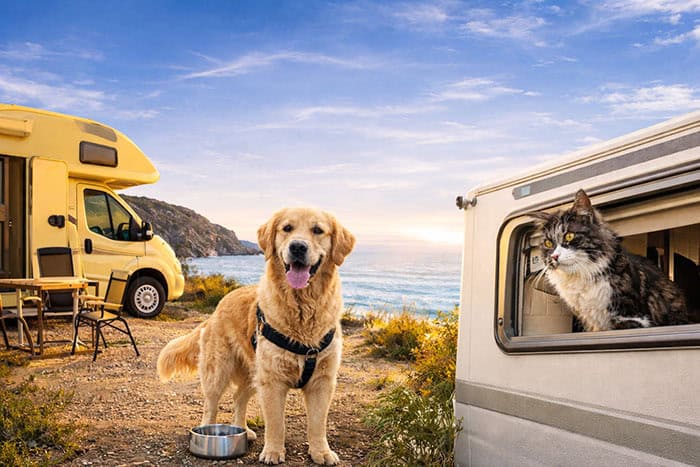 viajar con perro en autocaravana​